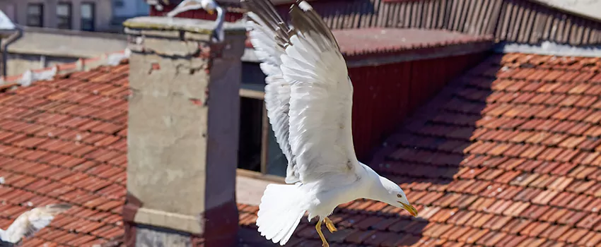 Residential Chimney Animal Removal Solution in Honolulu, HI